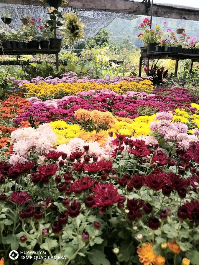 Flower Top אלה מראה חיצוני תמונה